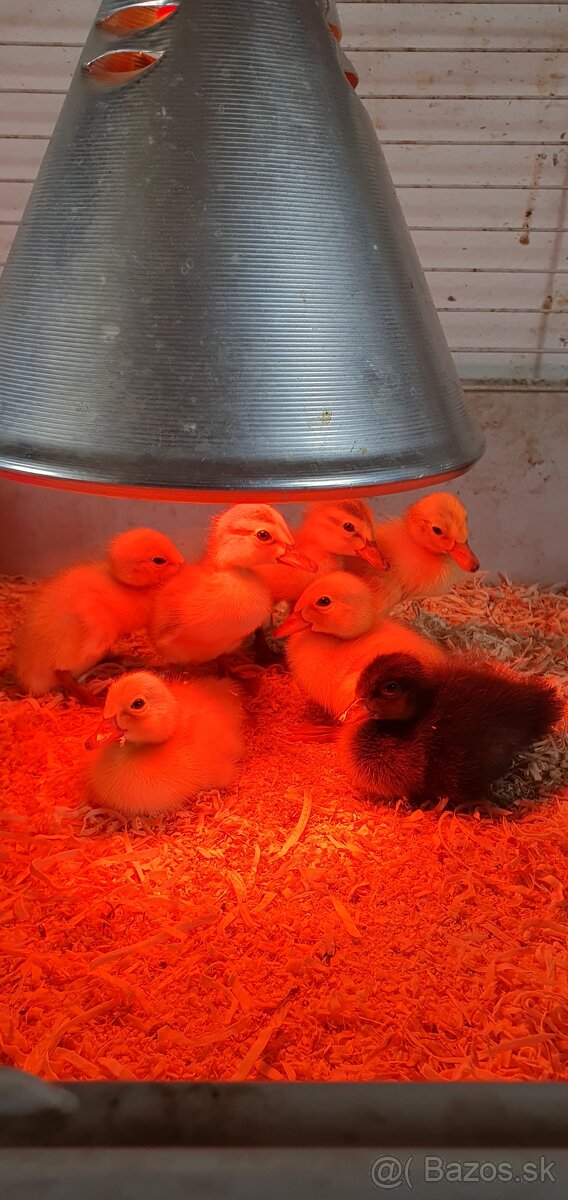 Indické bežce, indický bežec , kačka, kačky - 9