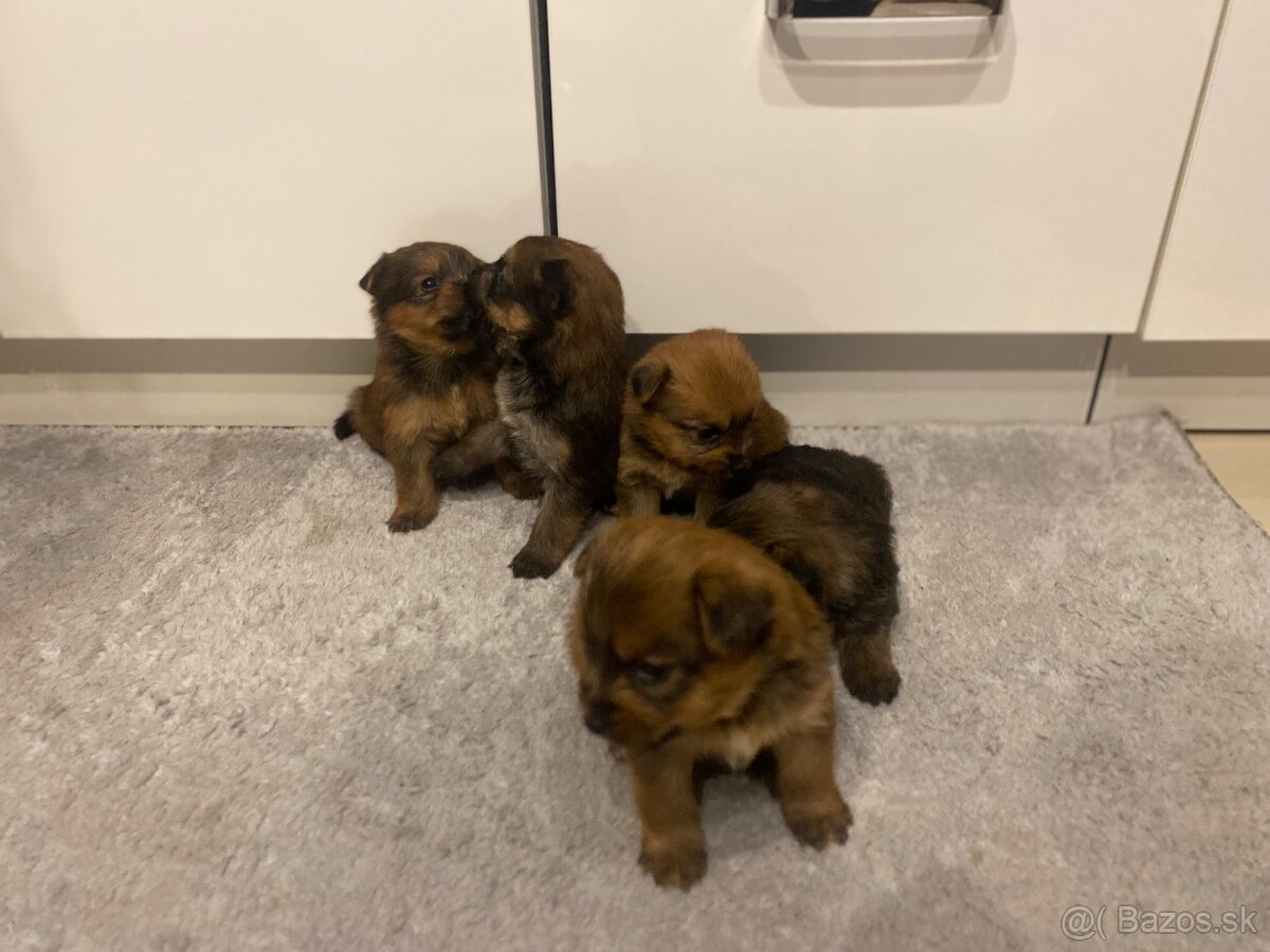 Predám šteniatka Yorkšira - 9