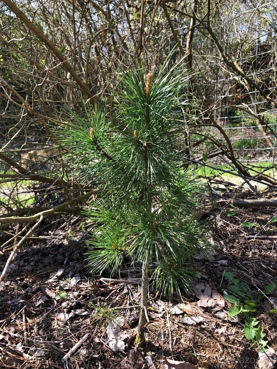 Sibírsky Céder / Pinus Sibirica sadenice - 9
