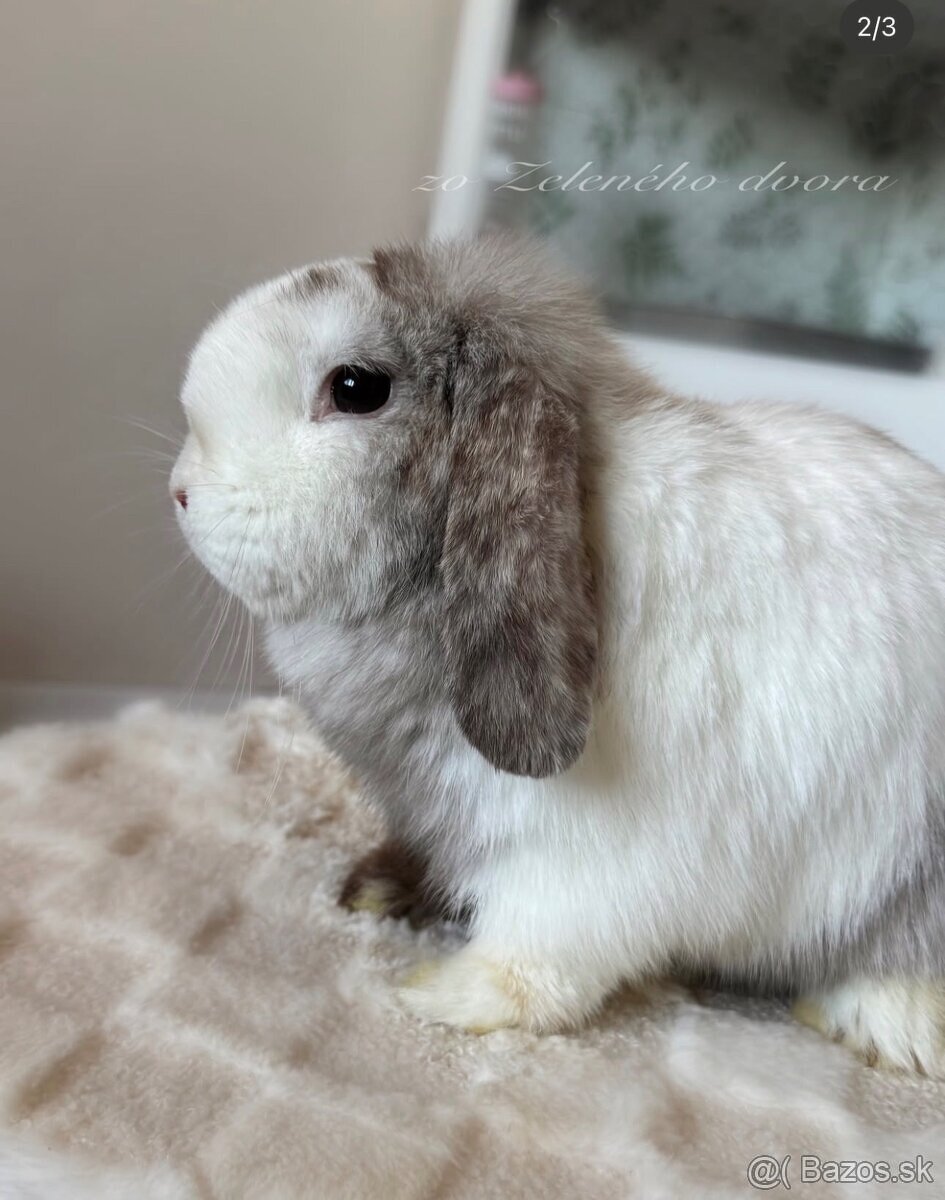 🧡🐰 minilop zakrslý králik 🍁🍂 - 9