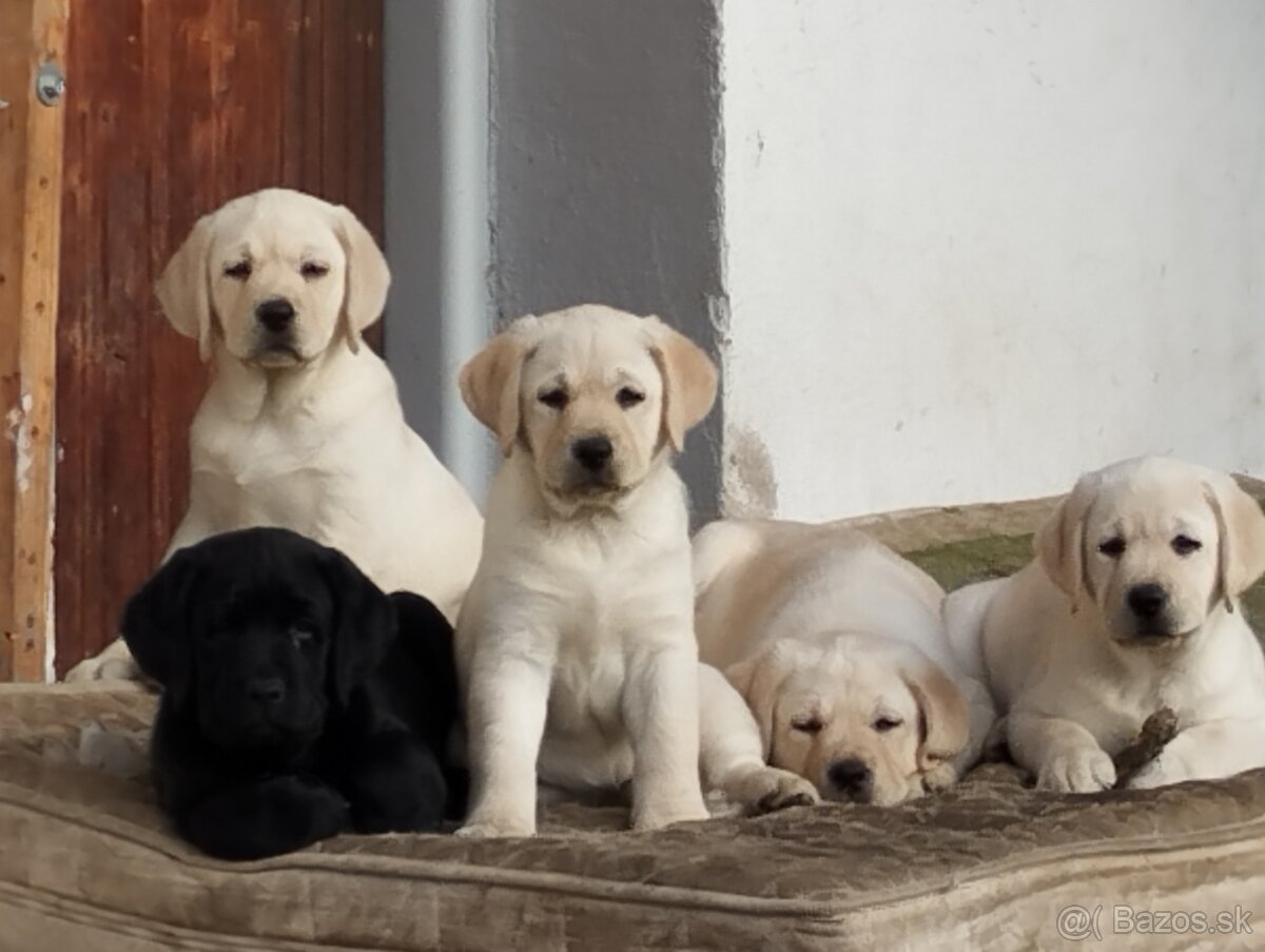 Labrador retriever šteniatka s PP - 9