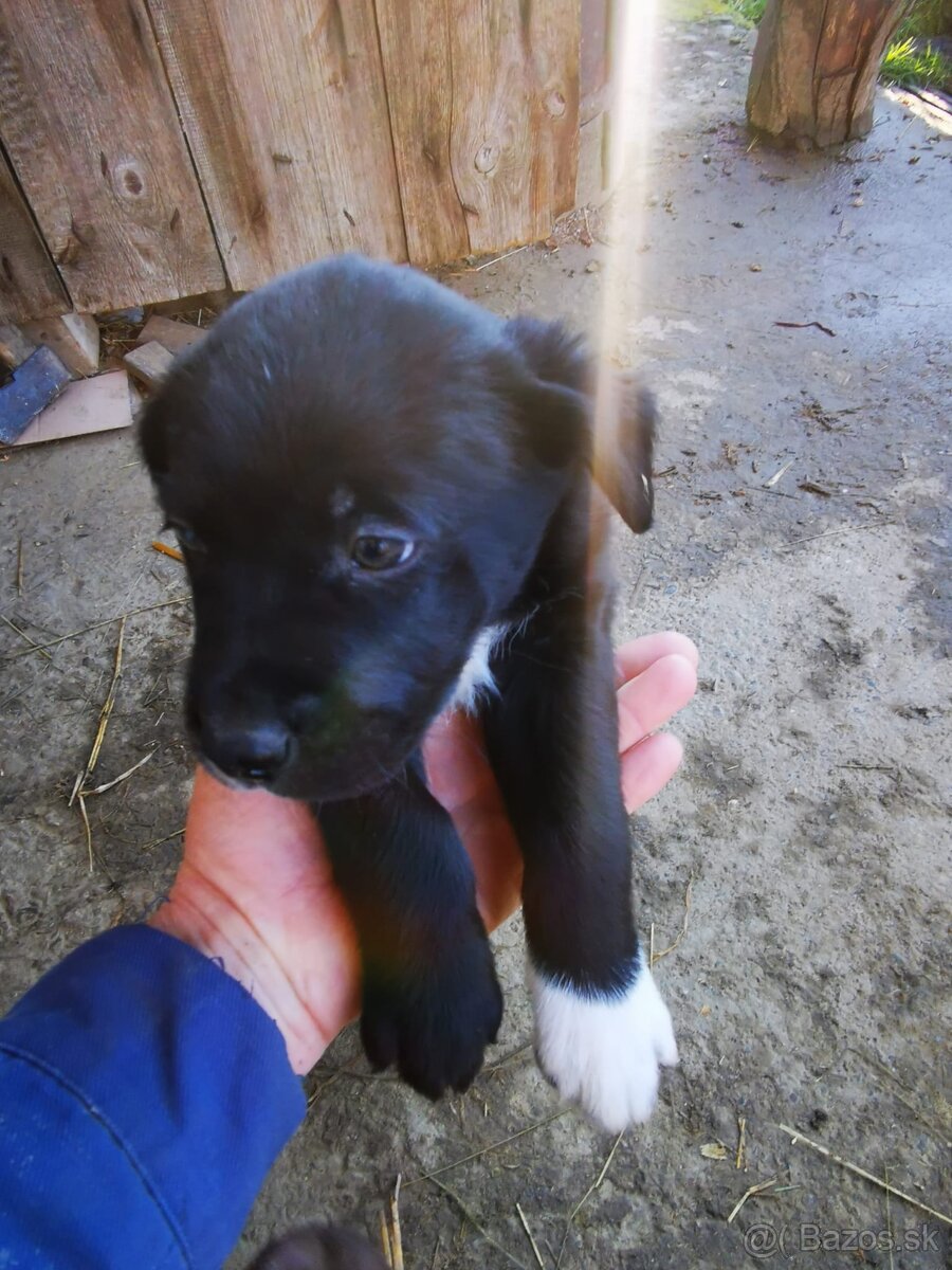 Labrador štaniatka - 9