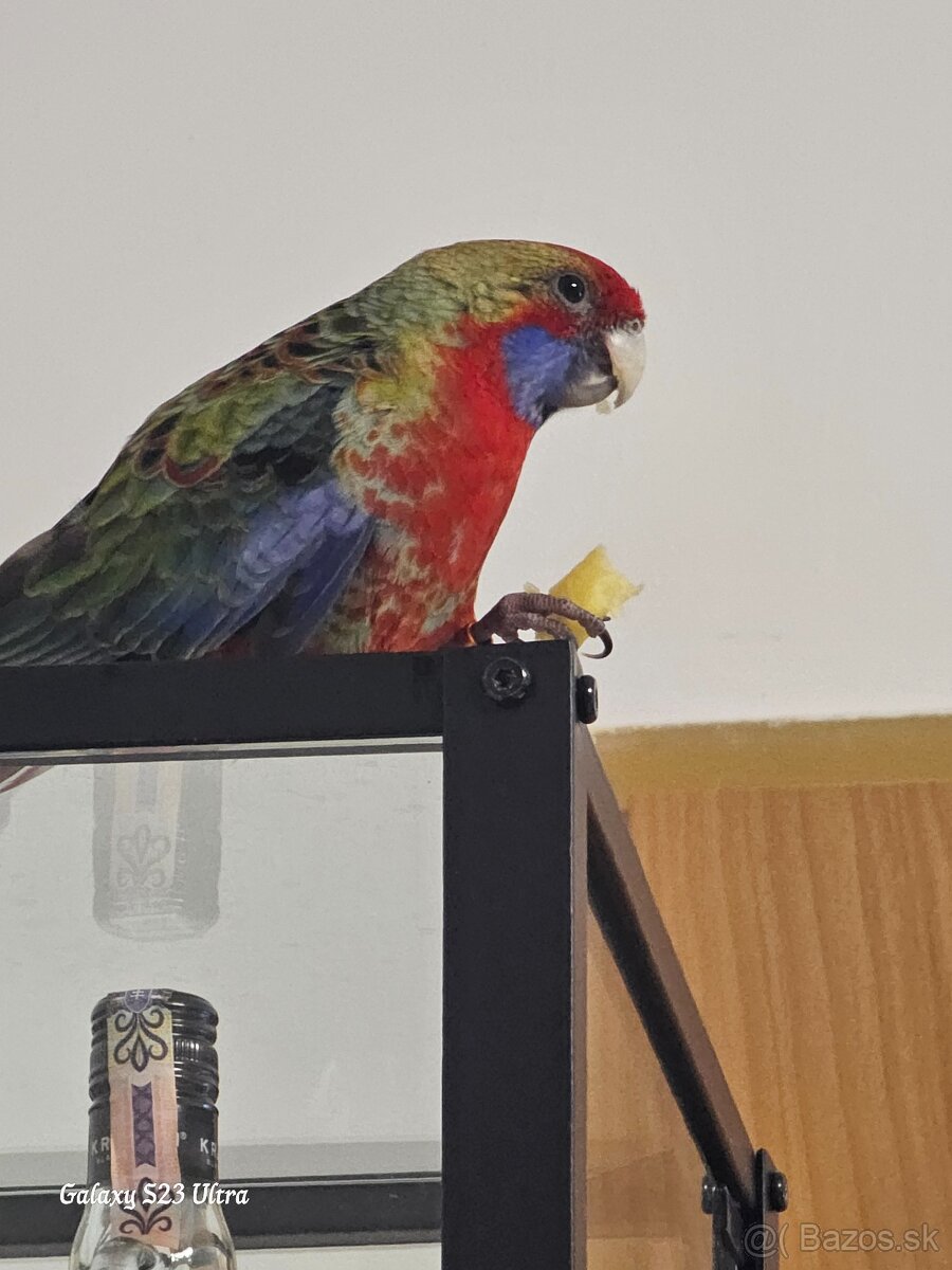 Samec rozela penant - 9