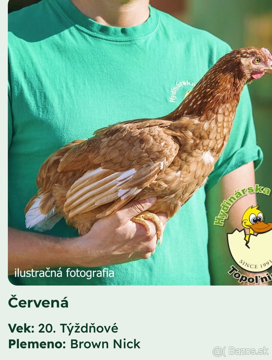 predam sliepky brown nick - 9