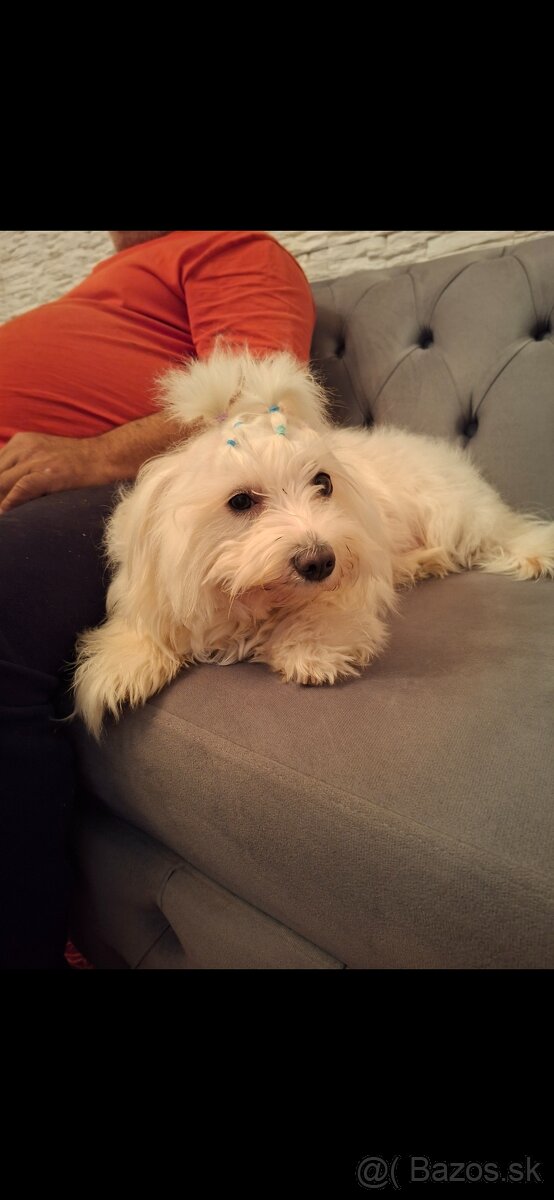 Čisto krvny maltezak - 9