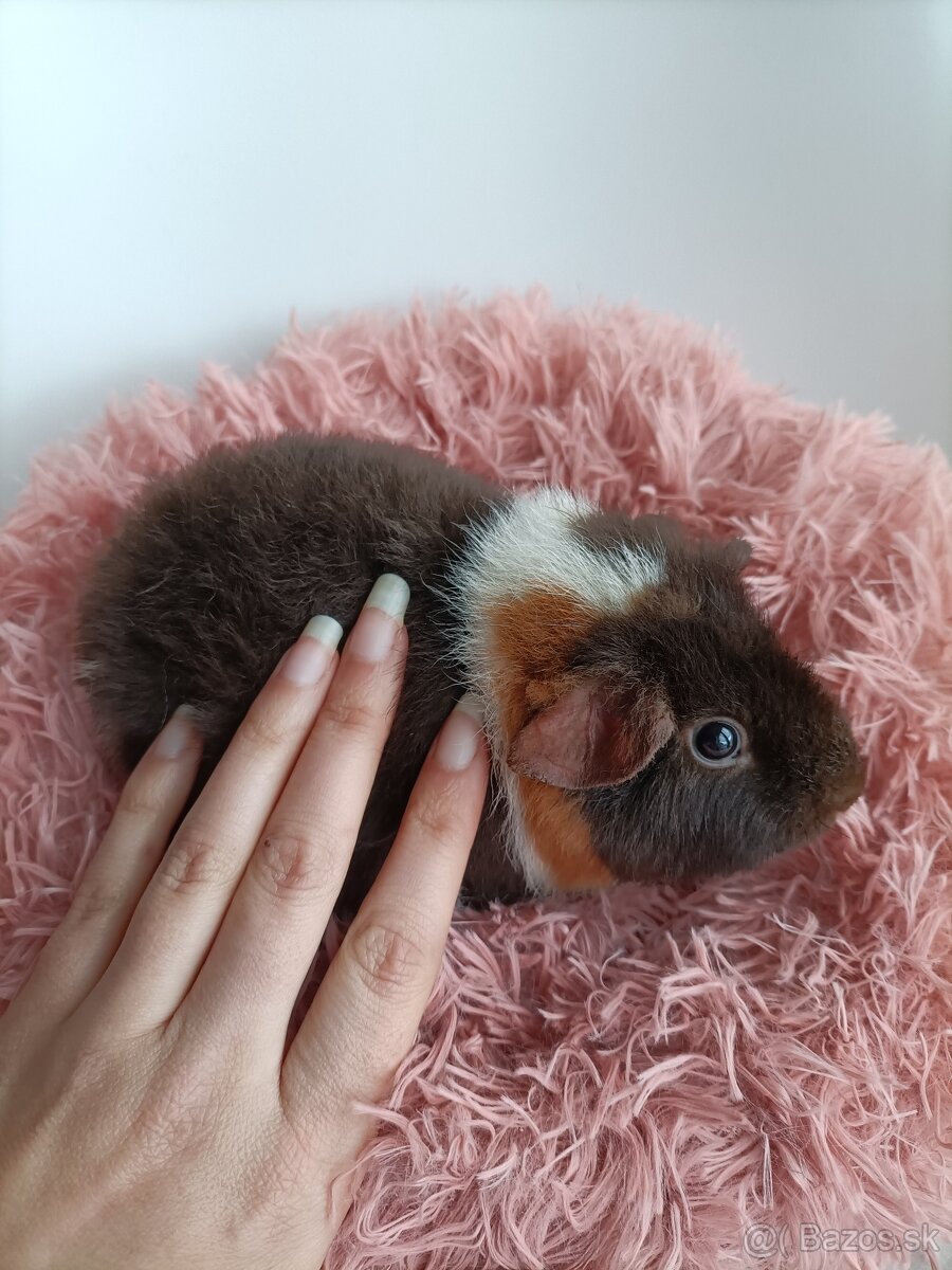 Morčatá Us Teddy - 9