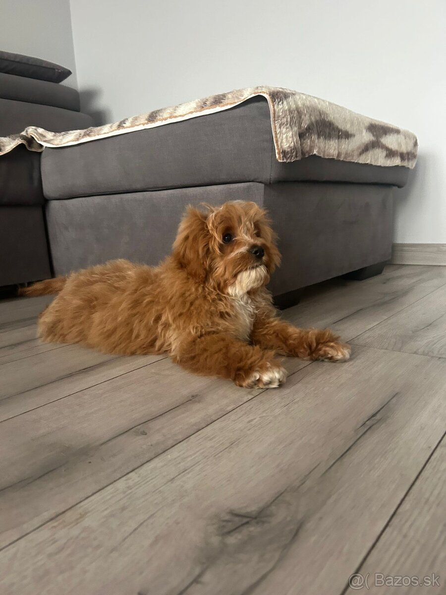 Šteniatko Cavapoo - 9