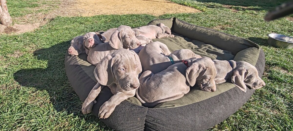 Weimarsky stavač - 9