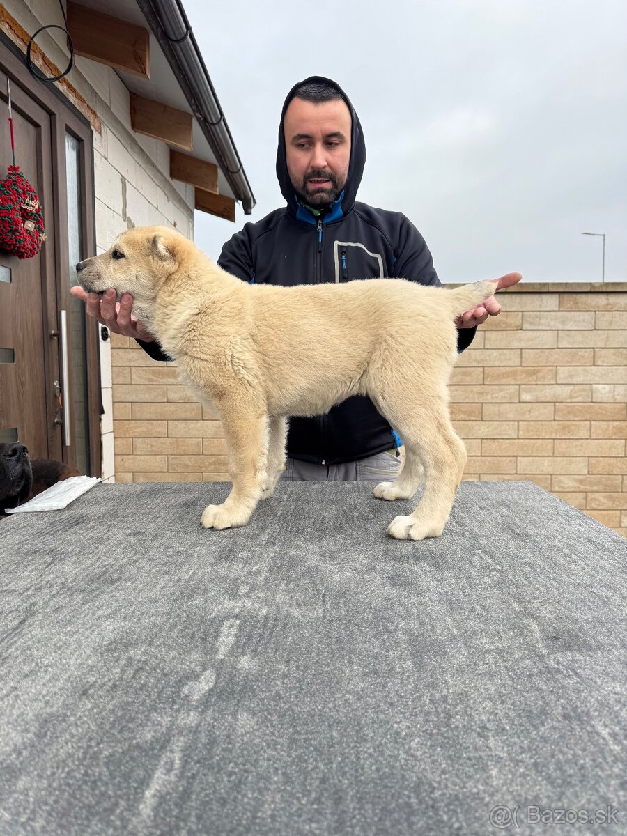 Stredoázijský ovčiak SAO - 9