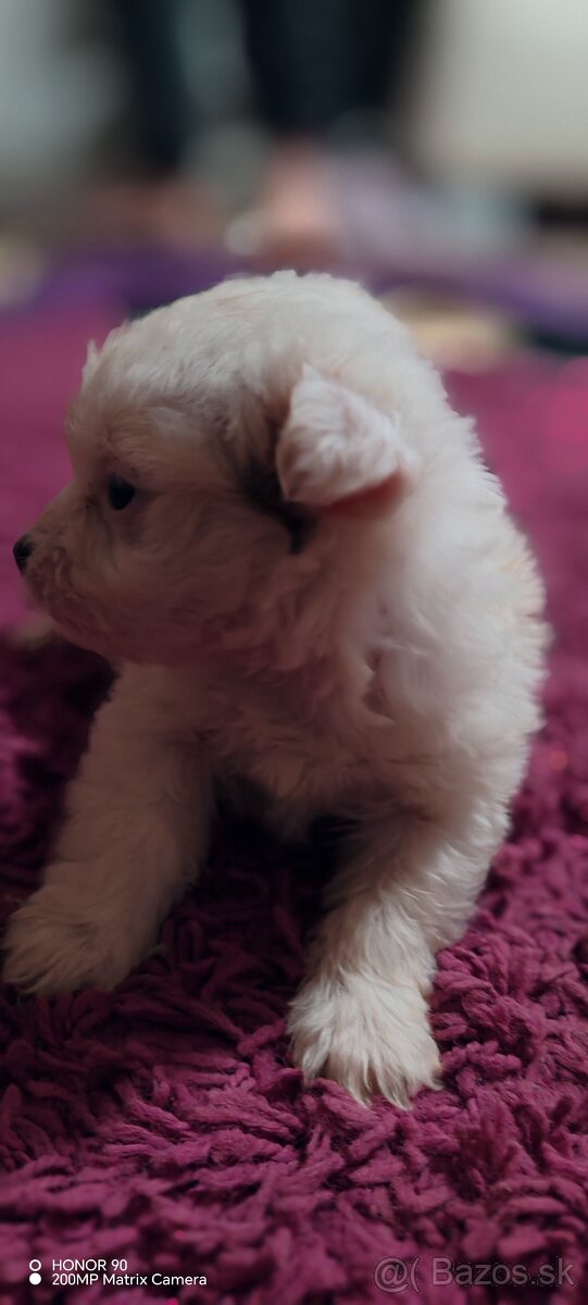 BIEWER Yorkshire Mini - 9