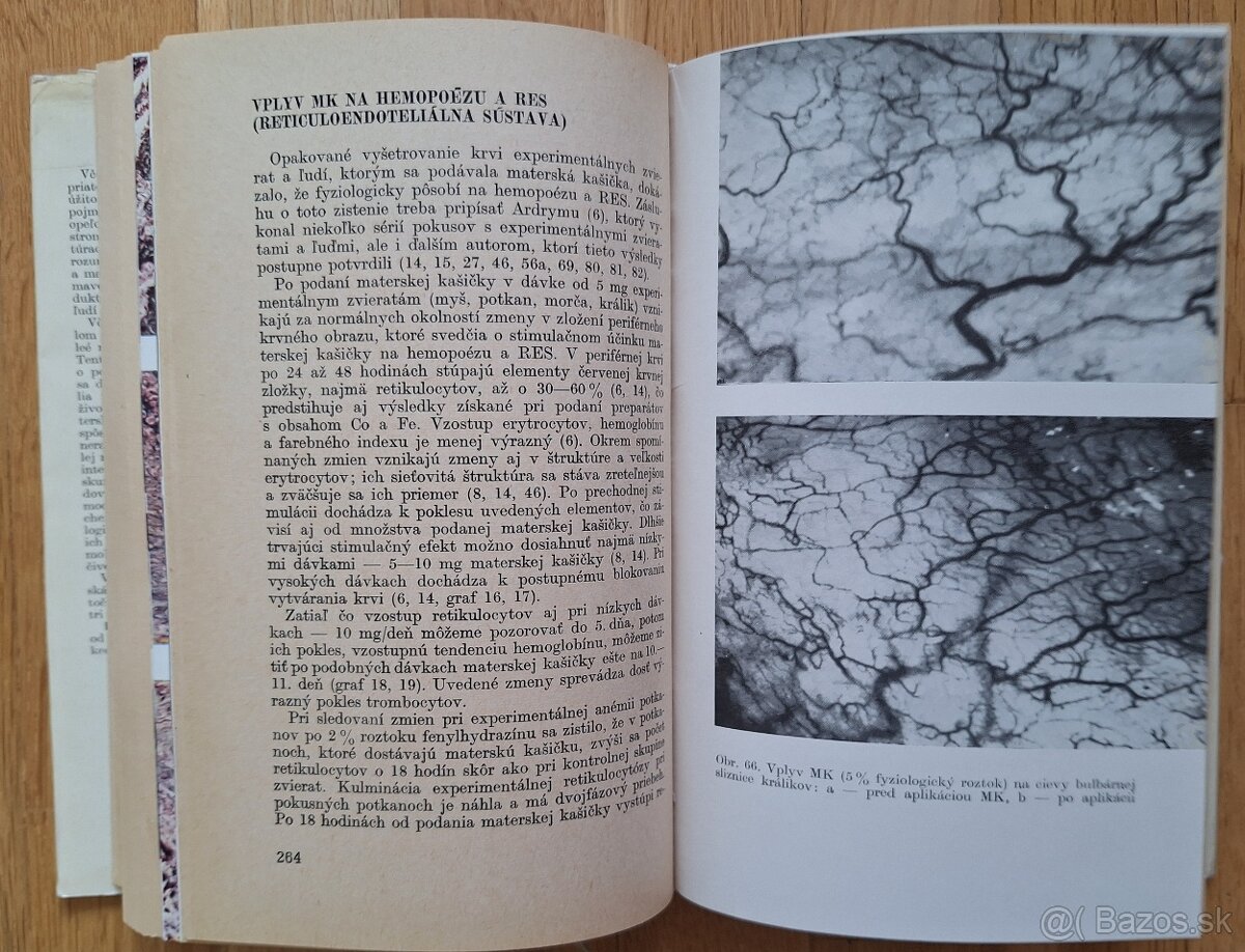 Vcelia materska kasicka - 9