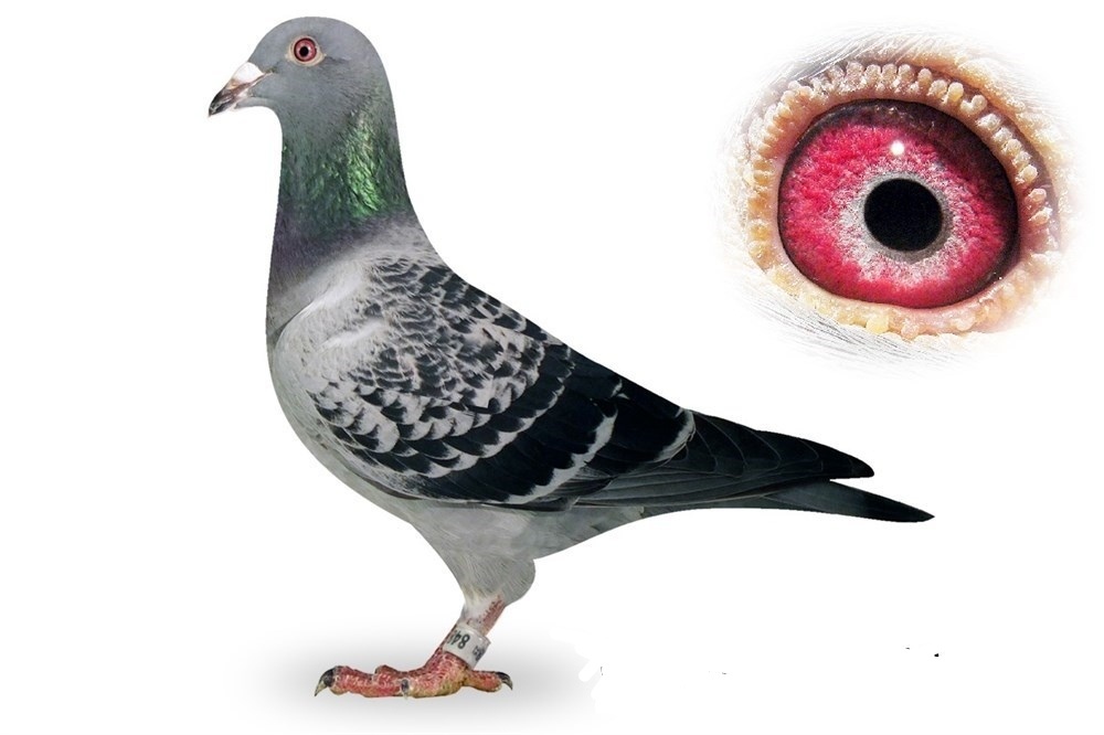 Poštové holuby - 9