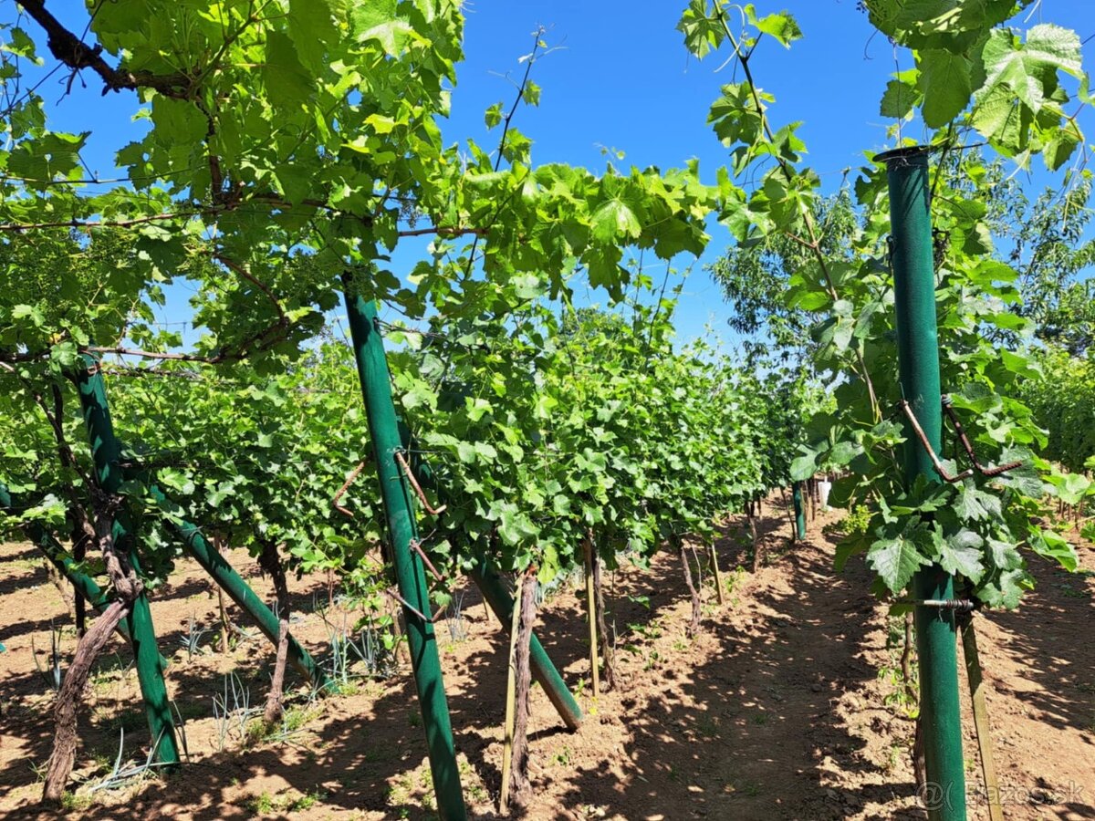 Predáme vinicu s chatkou pri Podhájskej - 9