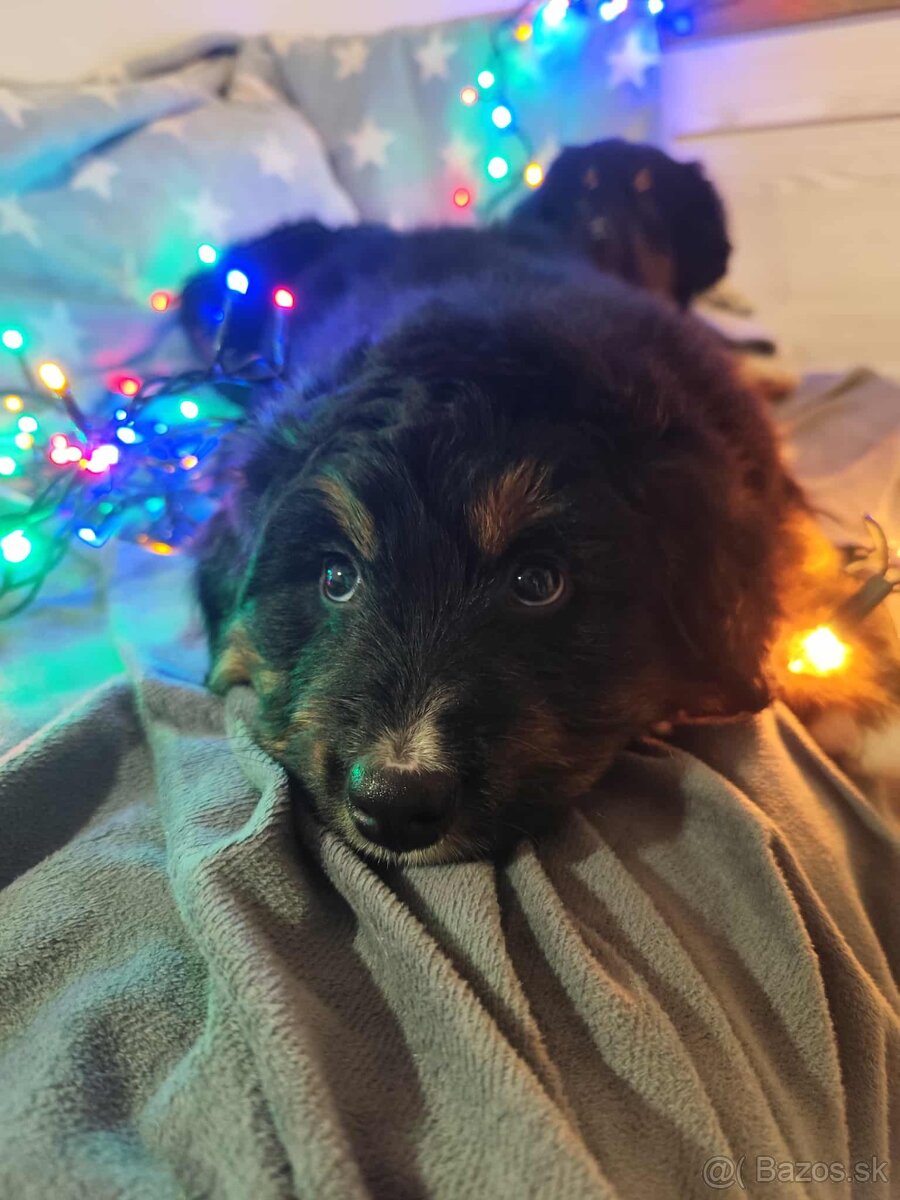 Bernský salašnícky pes / bernsky salasnicky pes - 9