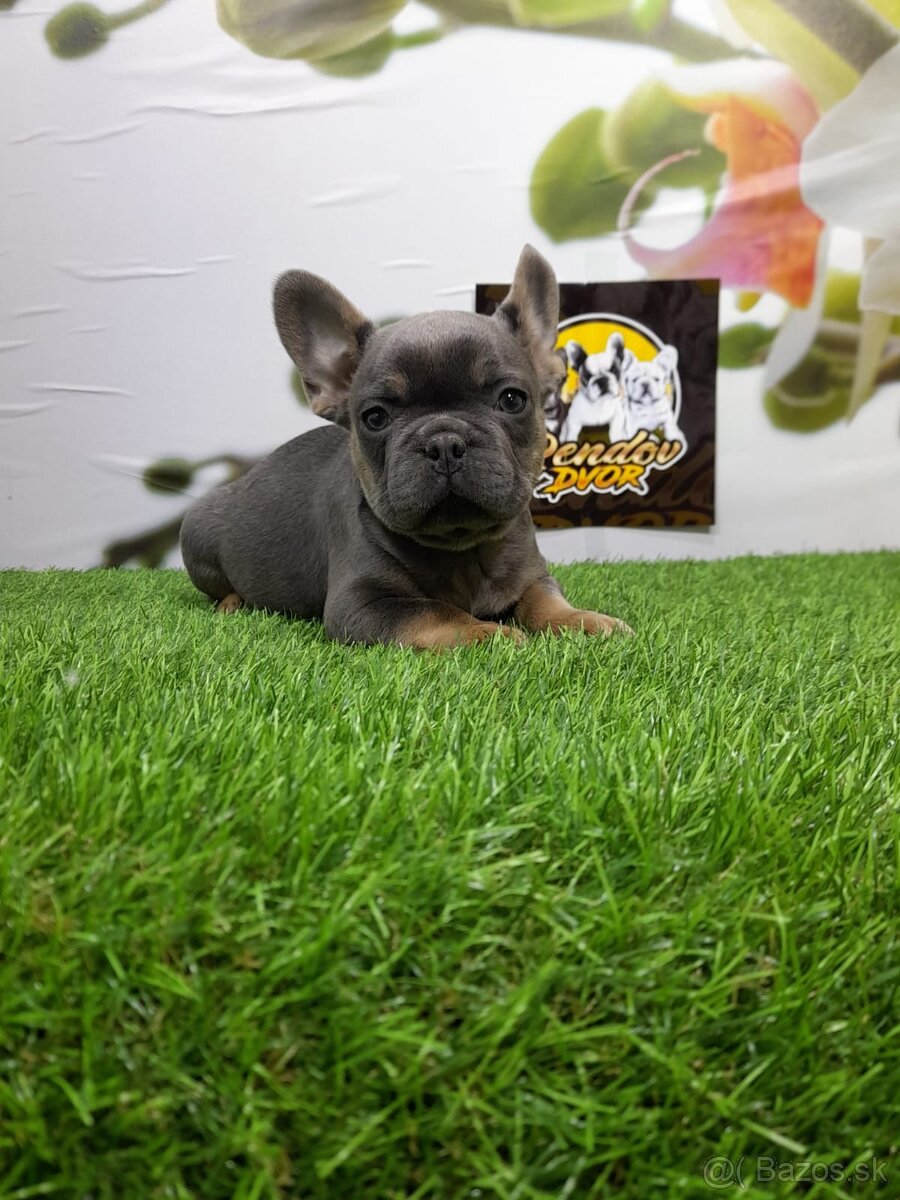 Francúzsky buldoček - 9