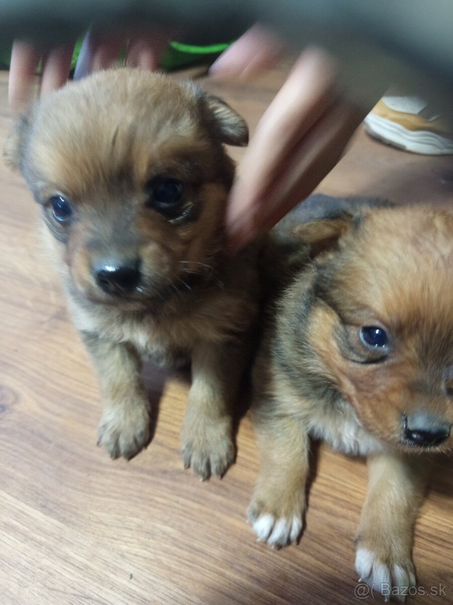 Predám 3 psoch - 9