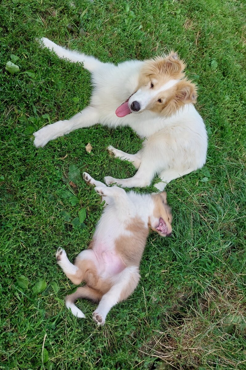 Kólia dlhosrstá s PP - 9