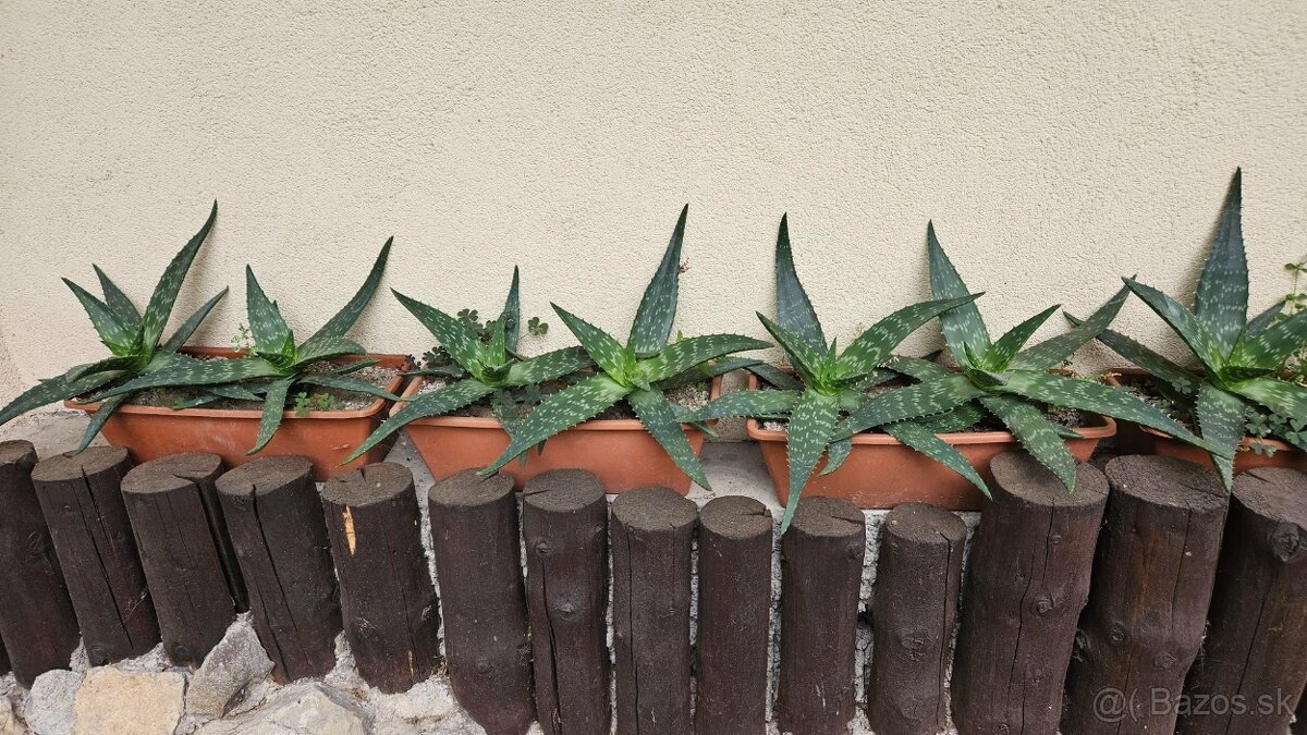 predám rastliny aloe vera - 9