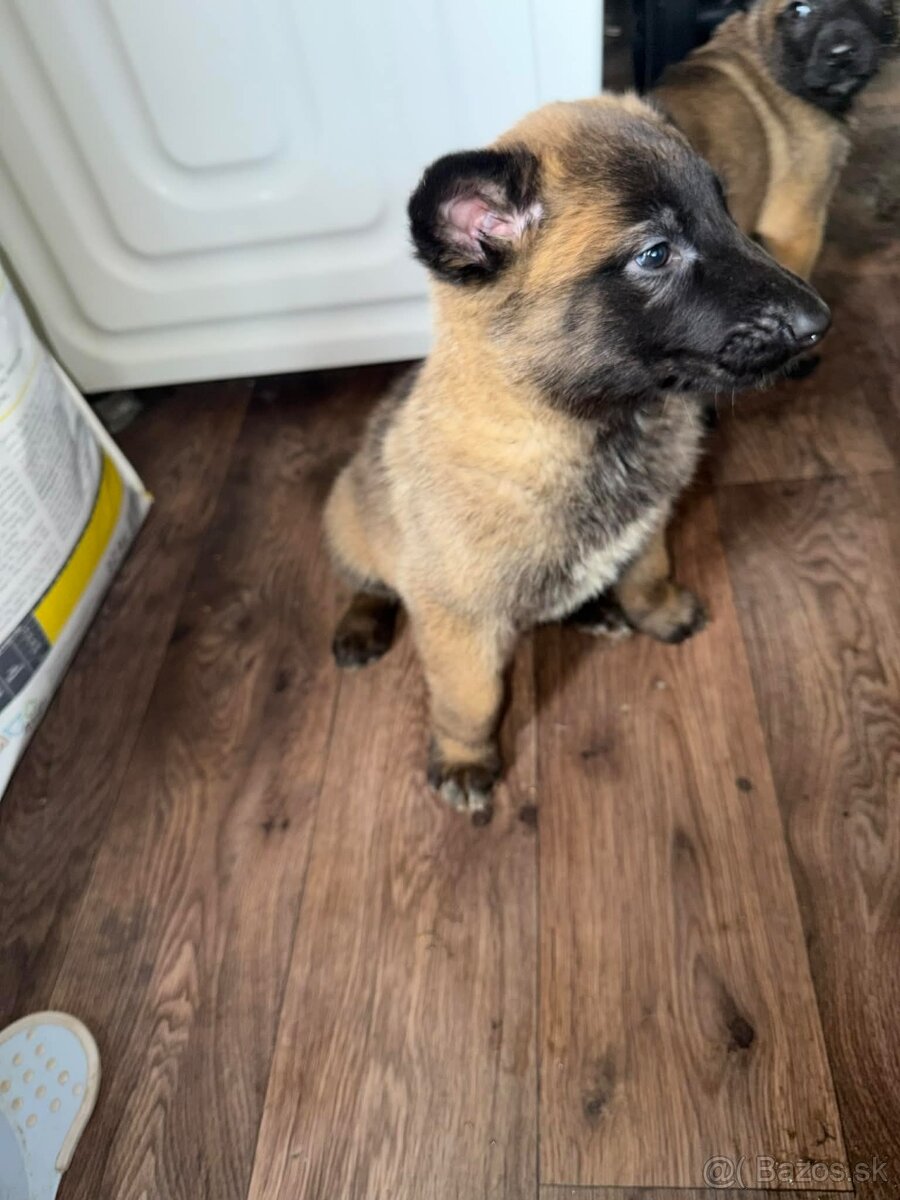 Belgický ovčiak bez PP - 9