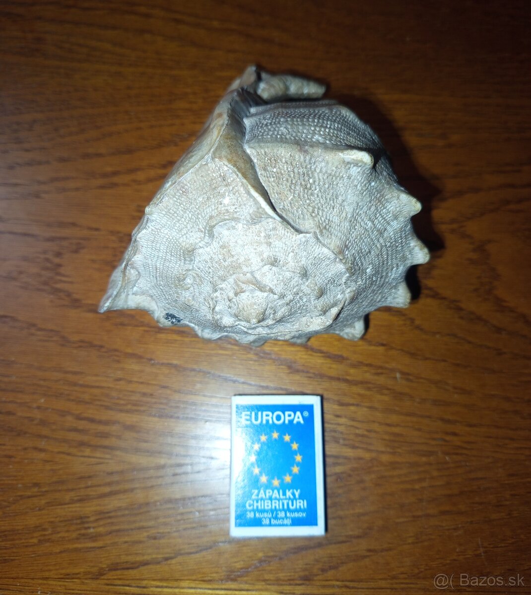 morská mušľa Prilbovka (Cassis) - 9