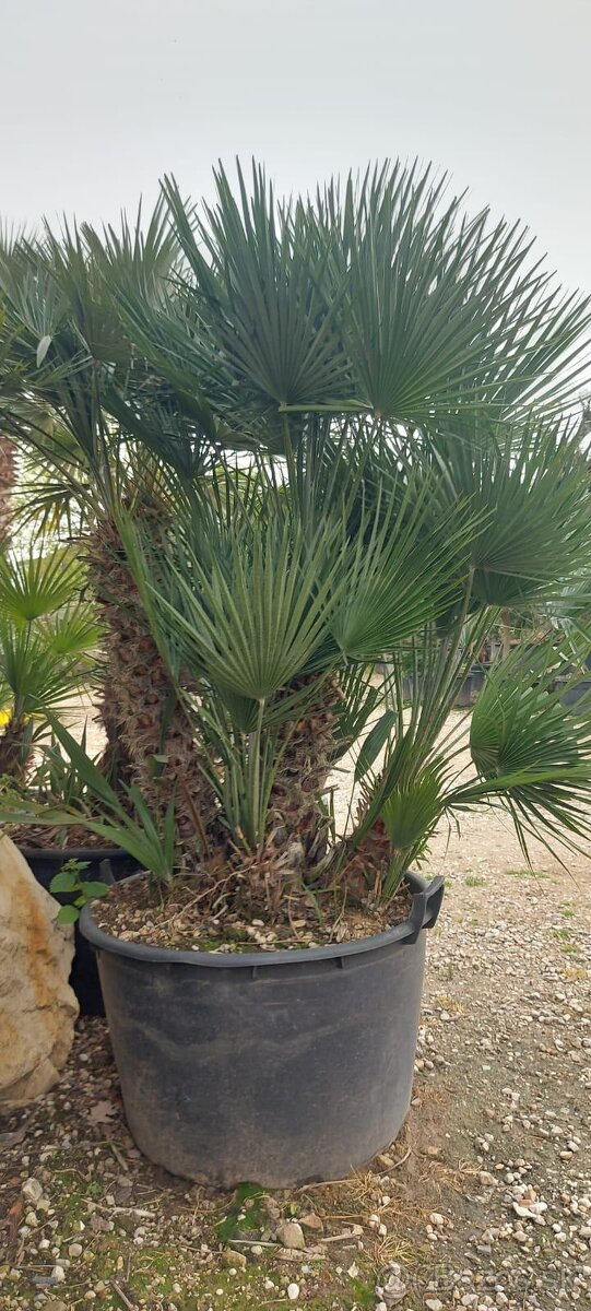 Palmy, cykasy,olivovníky - 9