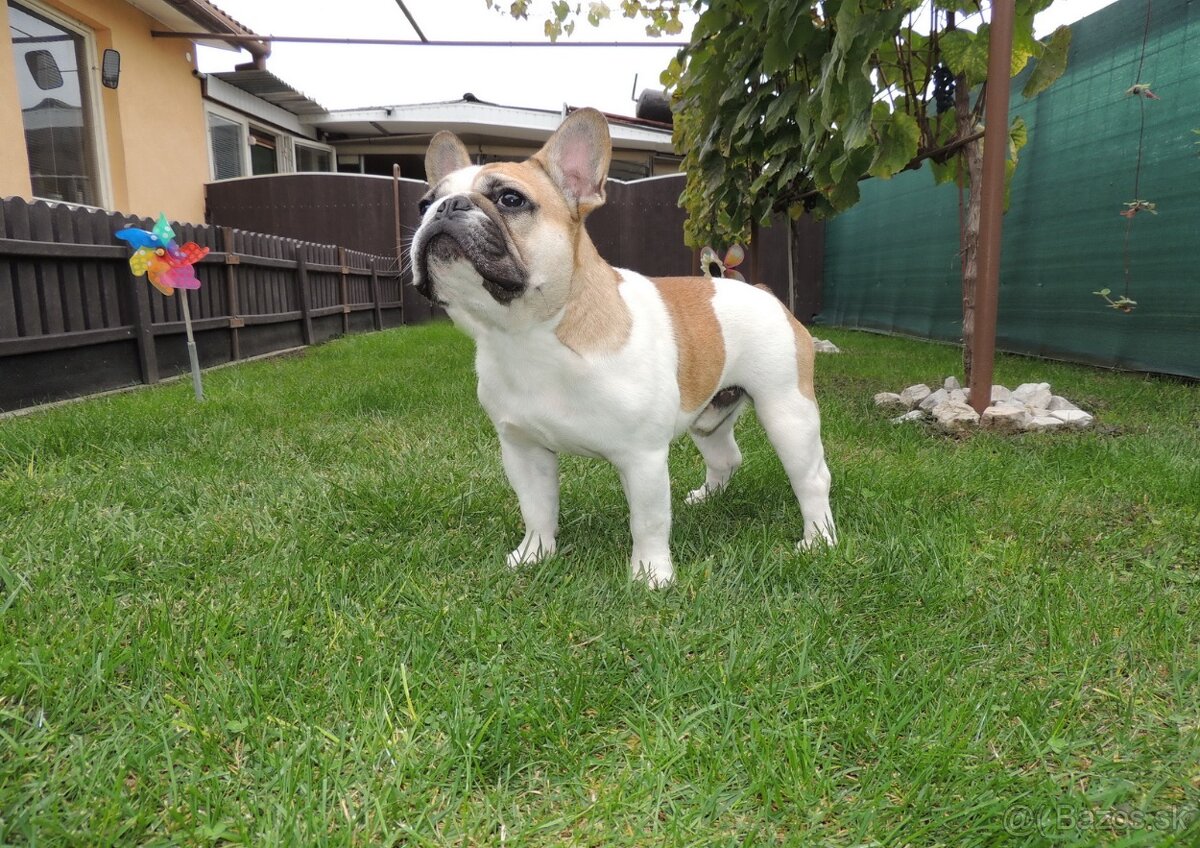 Francúzsky buldoček s PP.FCI. - 9