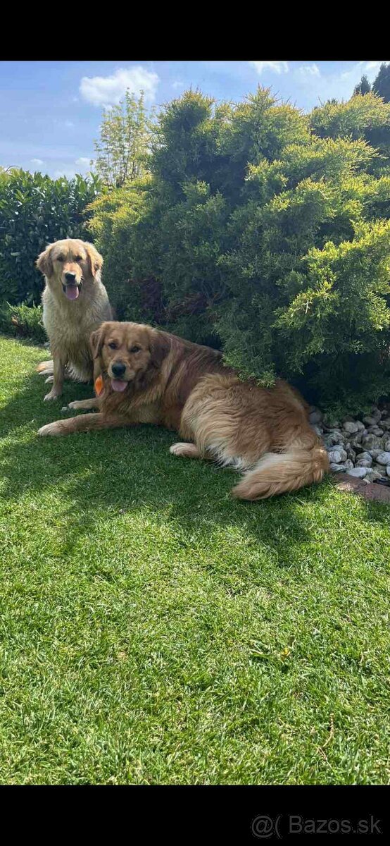 Golden retriever - 9