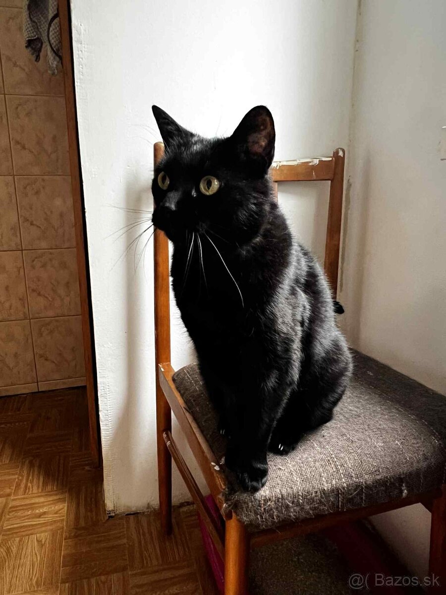 Úžasná Ditta hľadá domov - 9