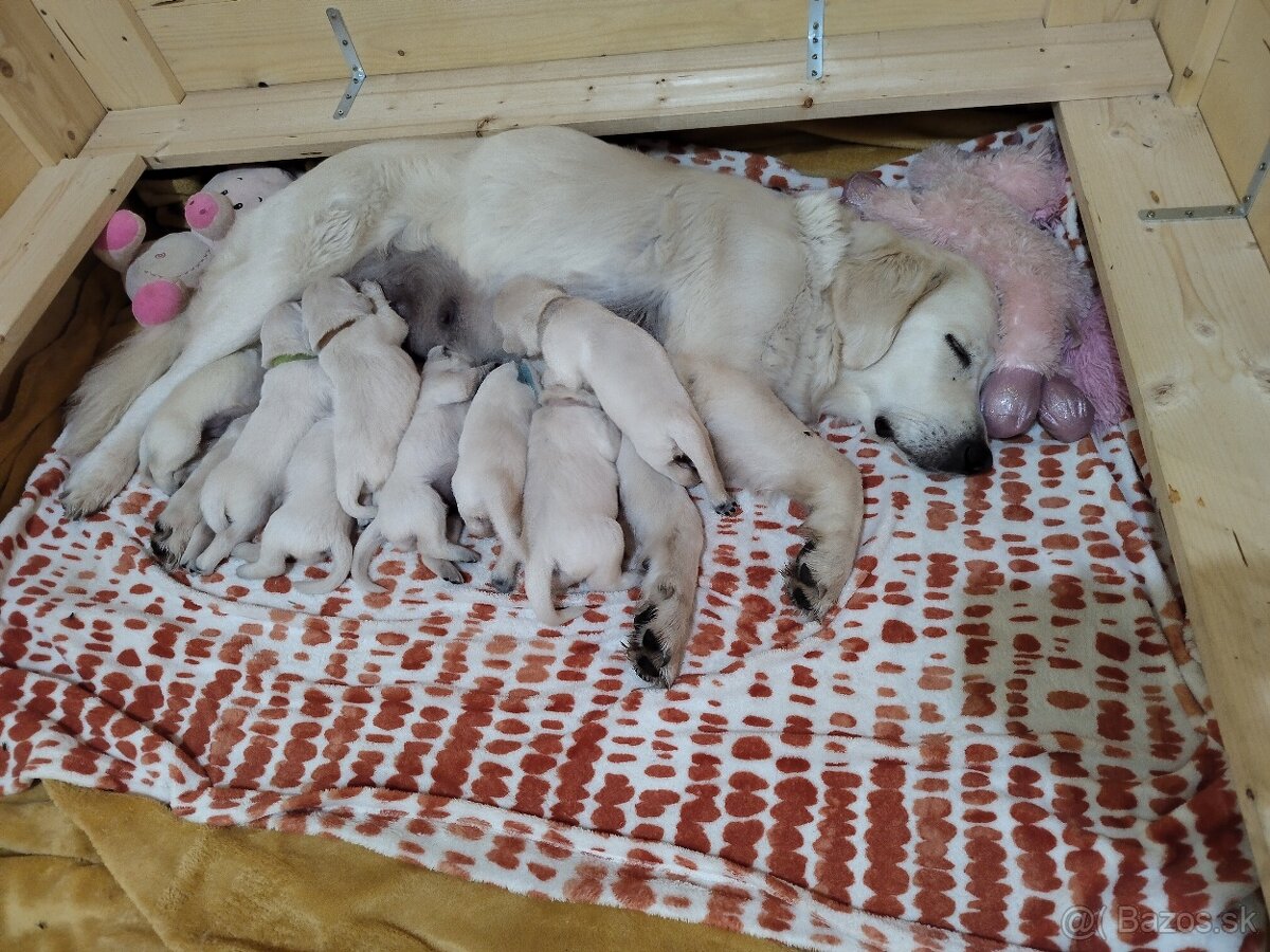 GOLDEN RETRIEVER - k rezervaci - 9