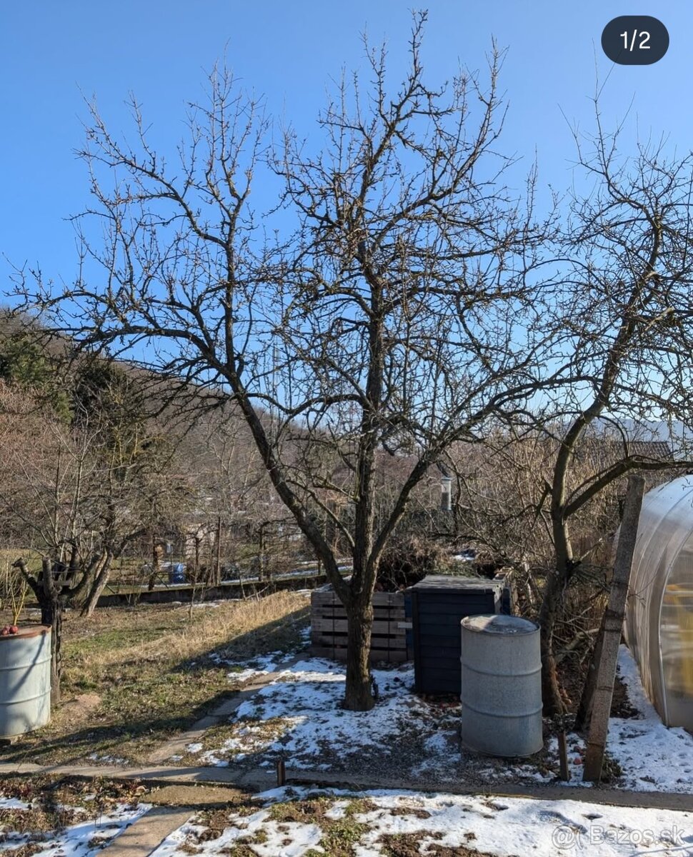 🌳 Rez ovocných stromov – december až marec 🌳 TT, TN, ZA... - 9