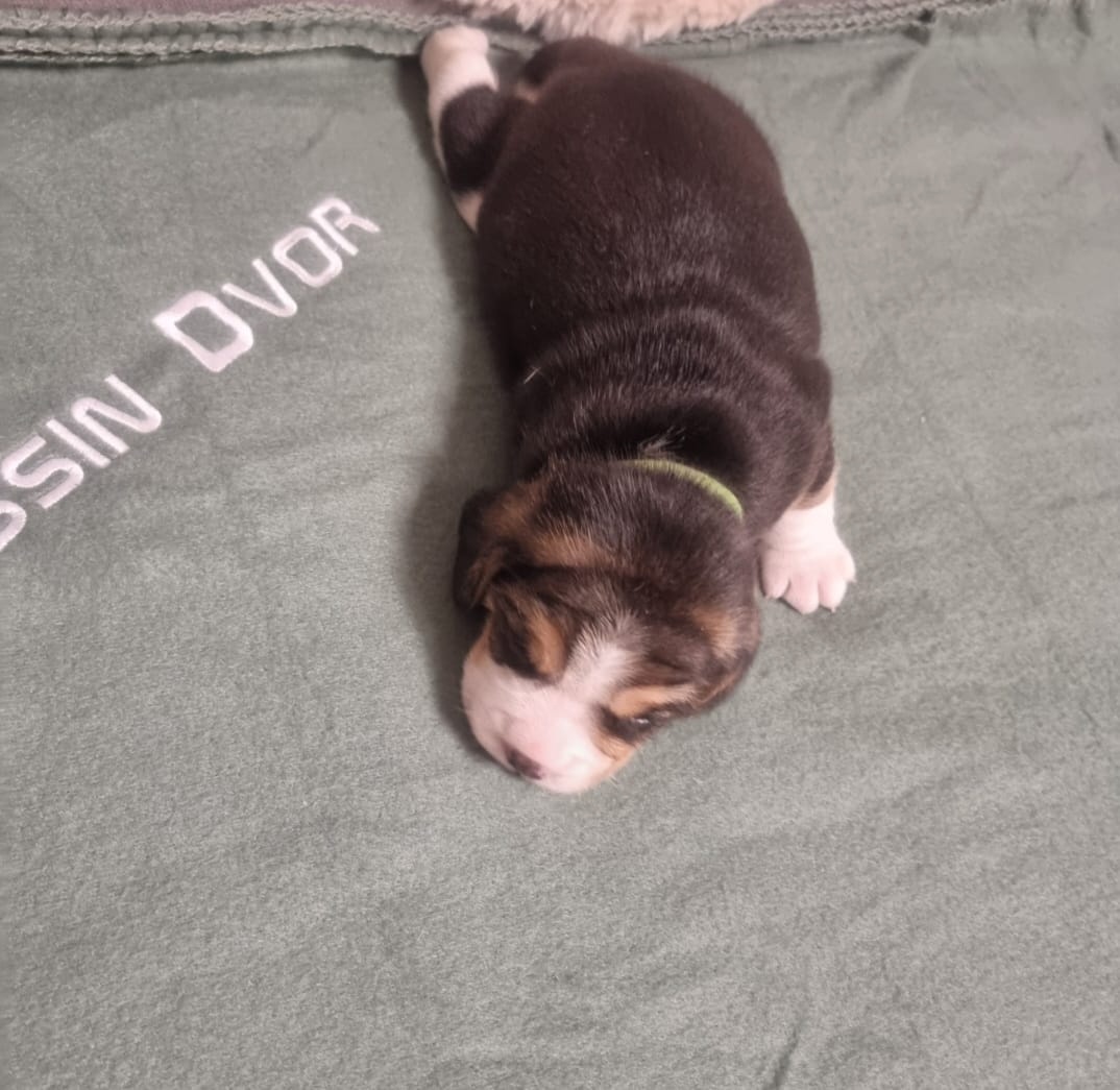 Šteniatka bígel, beagle - 9