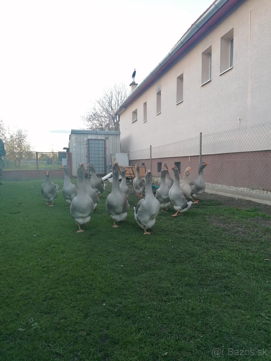 Husy landenske a tuluzske - 9