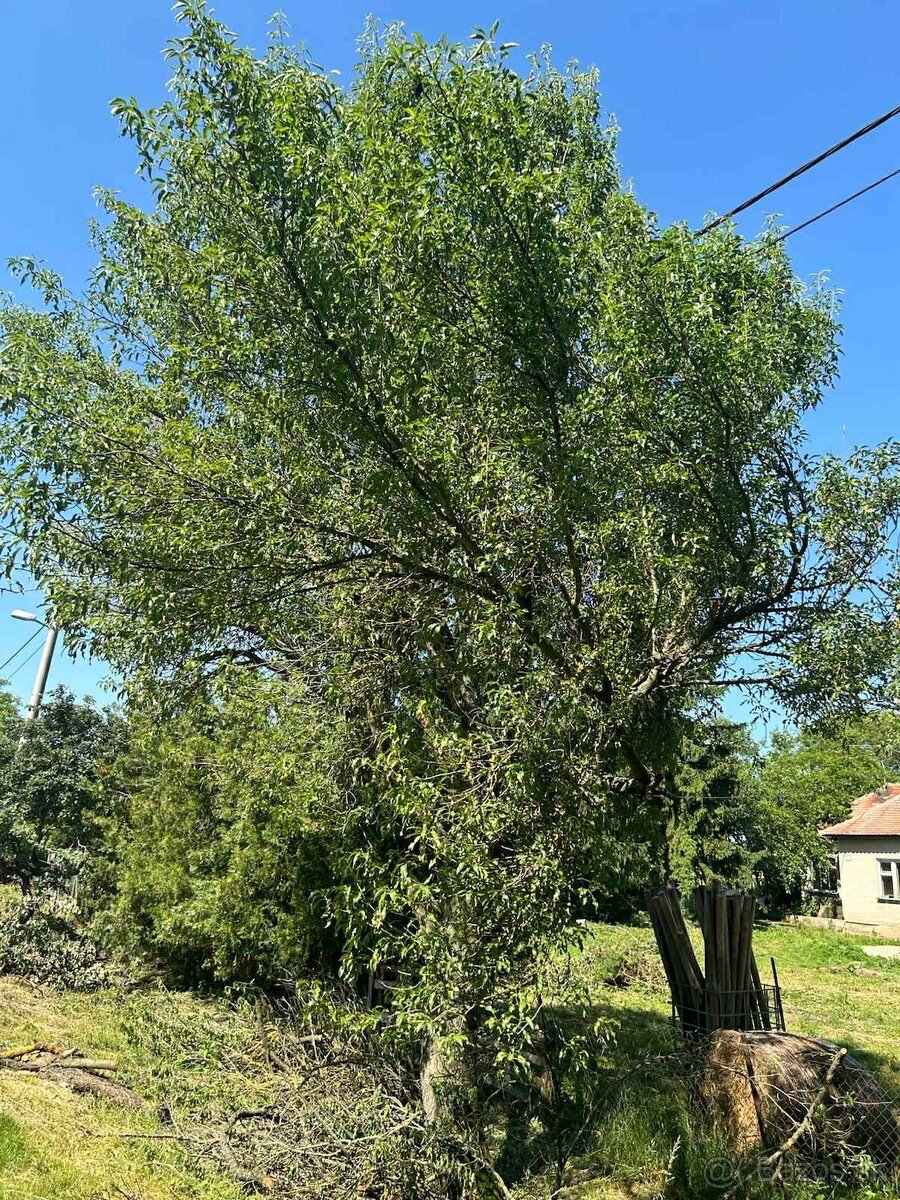 Dom s pozemkom 1570 m2, Štefanovičová, Nitra - 9