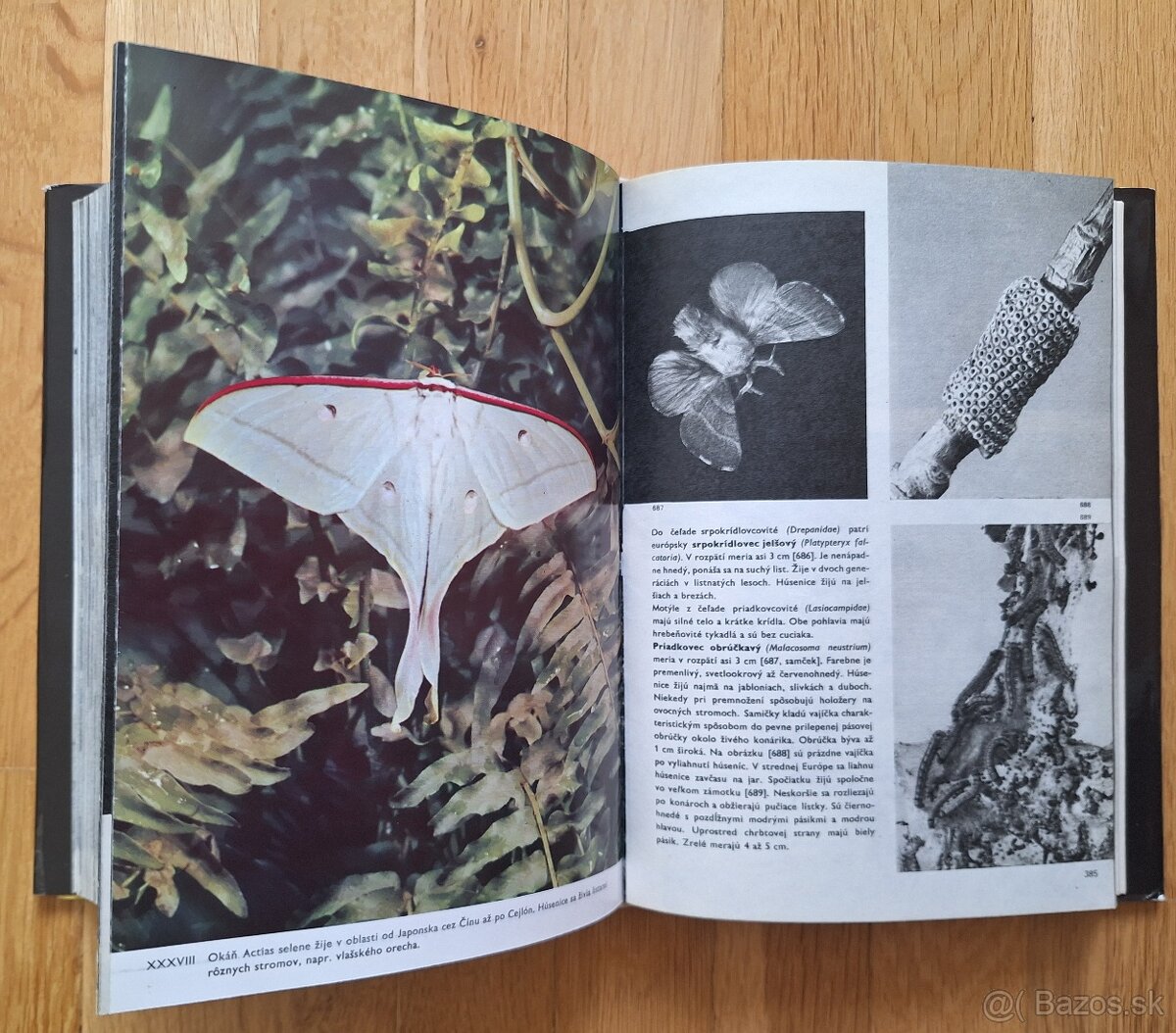 Velky obrazovy atlas hmyzu - 9