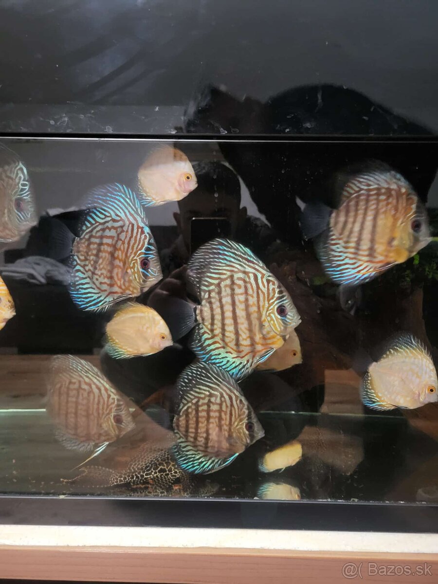 Tercovce,discusy - 9