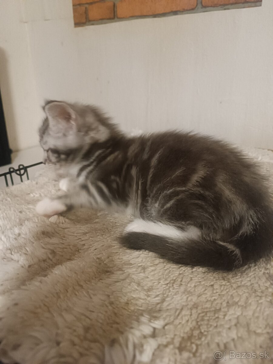 Britske maciatka - 9