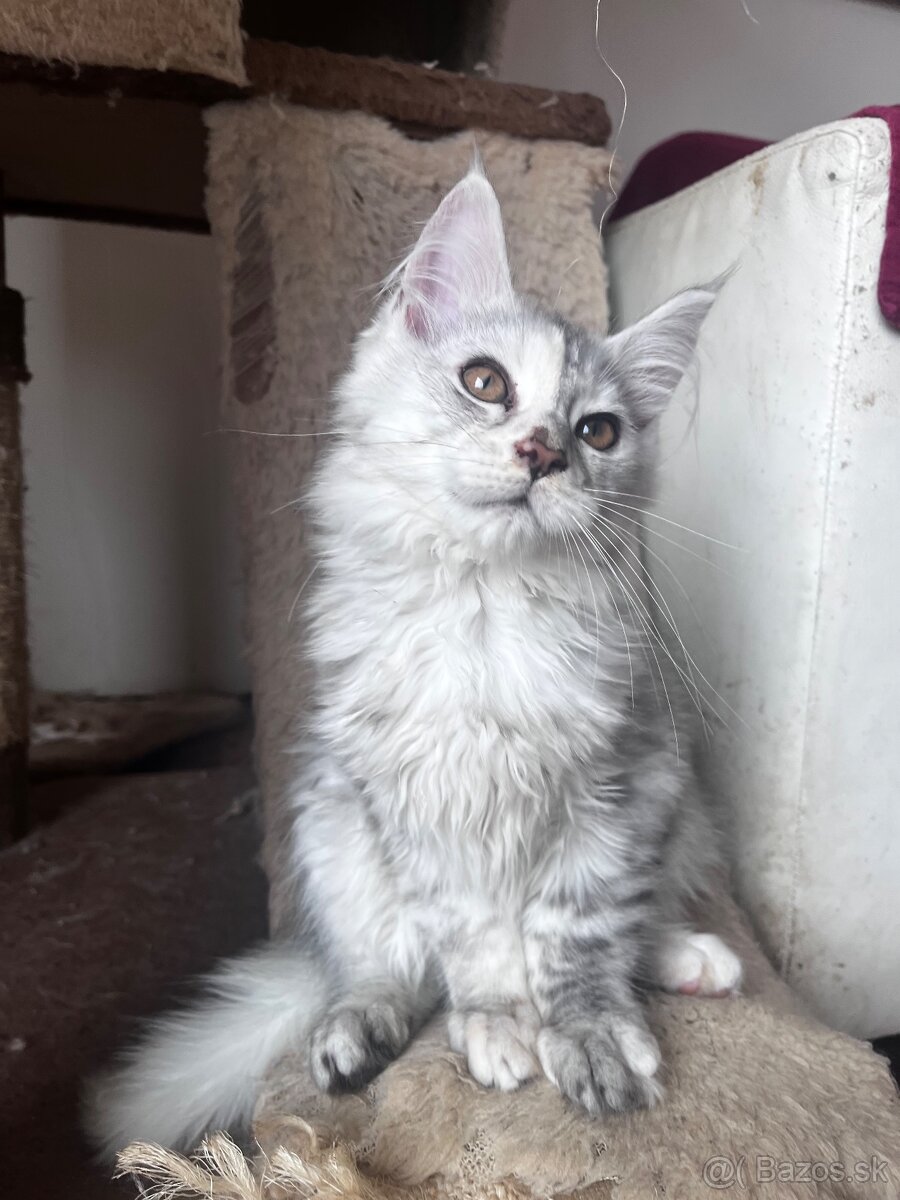 maciatko maine coon s PP Frost - 9