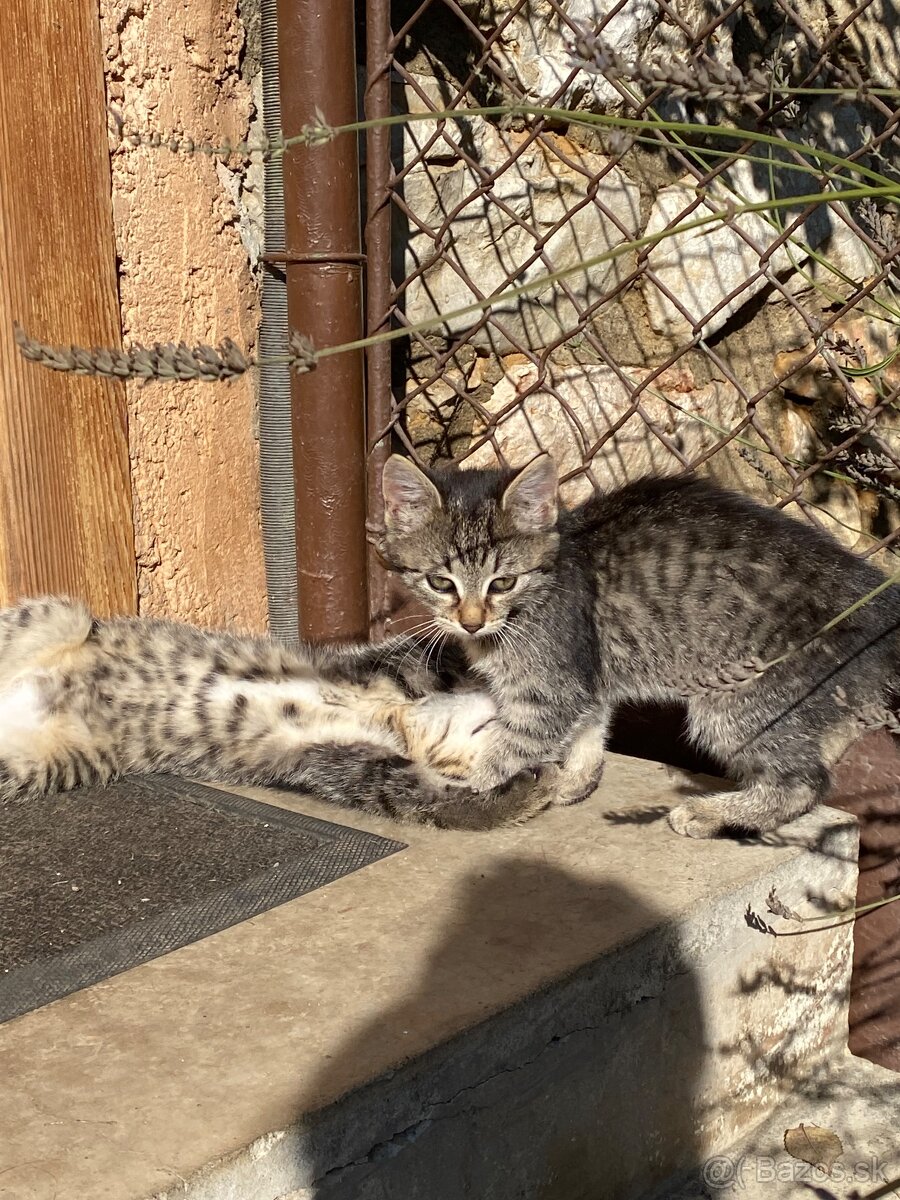 Darujem mačiatka - 9