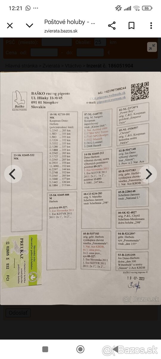 Poštové holuby - 9