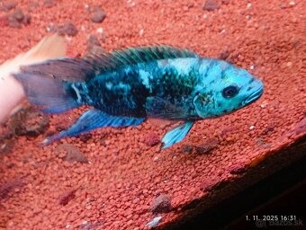 sermaprochilodus tanierus+mix - 9