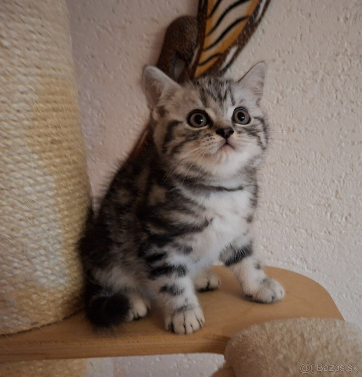 Britské whiskas mačiatka s PP - 9