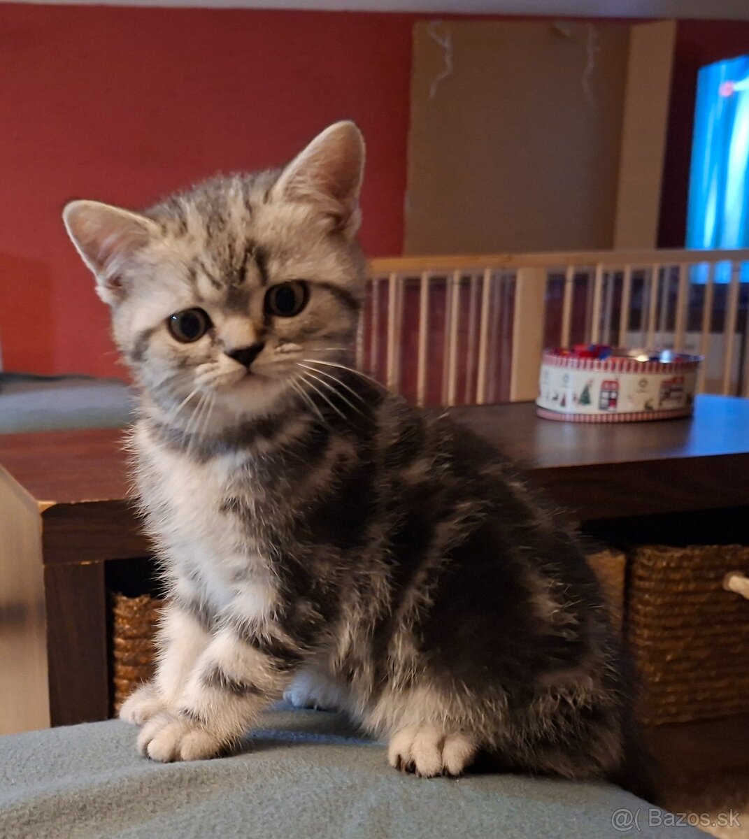 Britské whiskas mačiatka s PP - 9