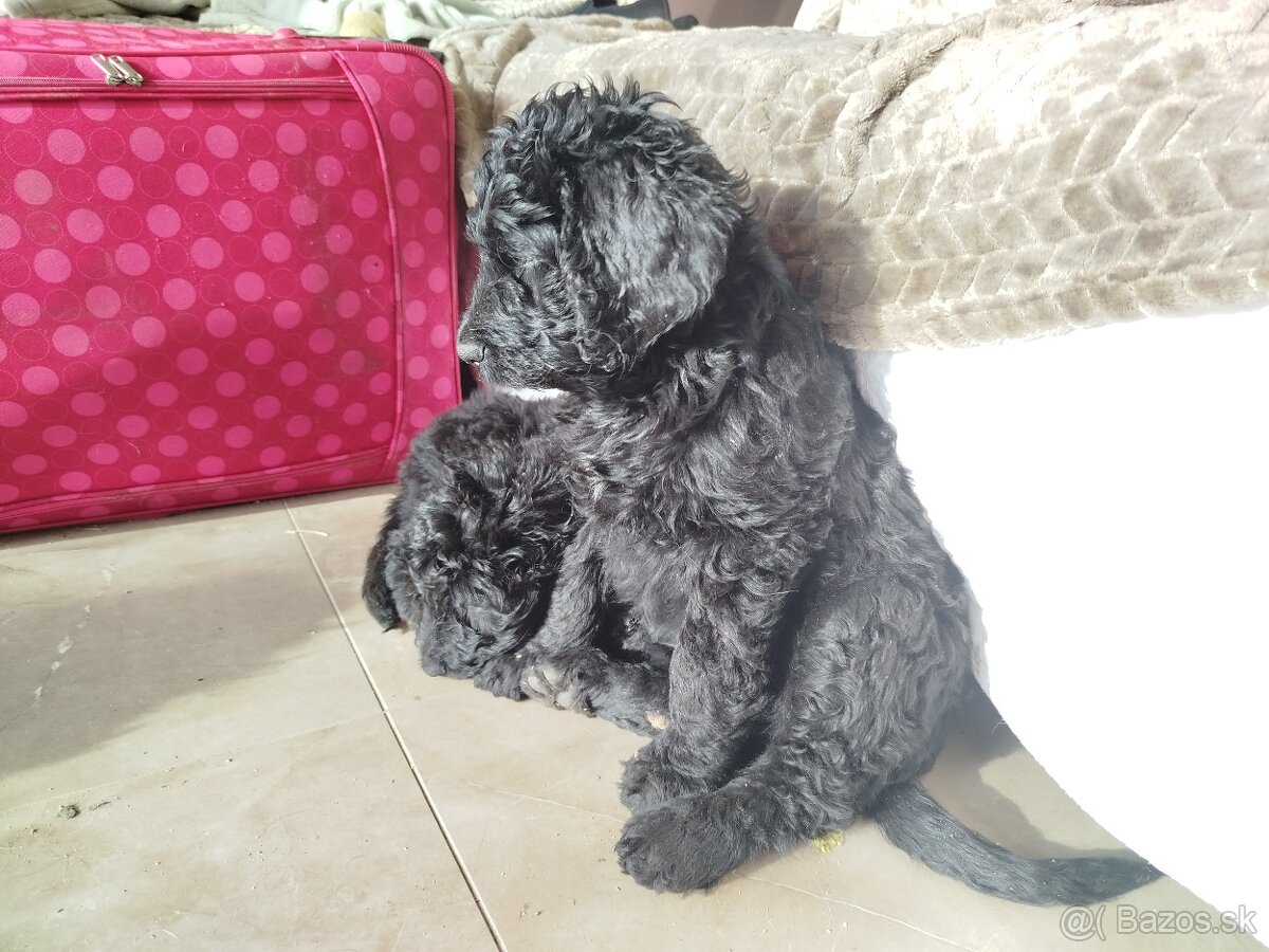 Predám šteniatka Labradoodle - 9