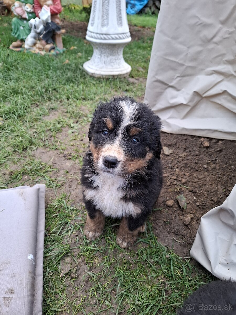 Bernský salašnícky pes- Šteniatka - 9