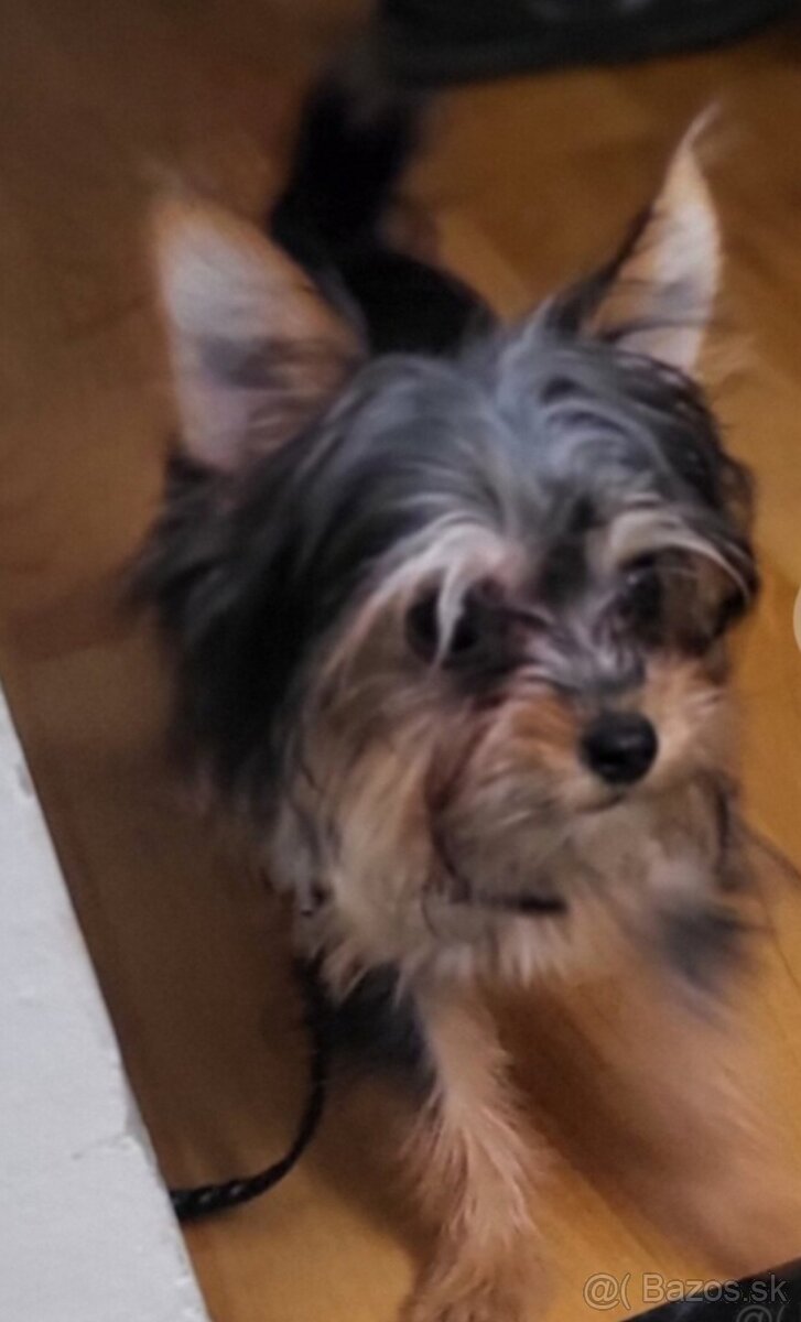 Yorkshirsky terier mini - 9