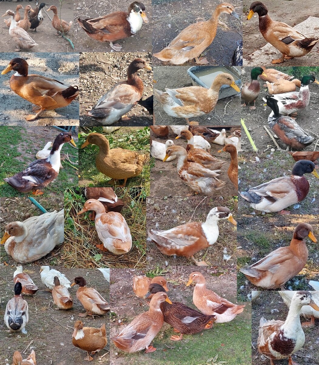 Kacice mlade farebne - 9