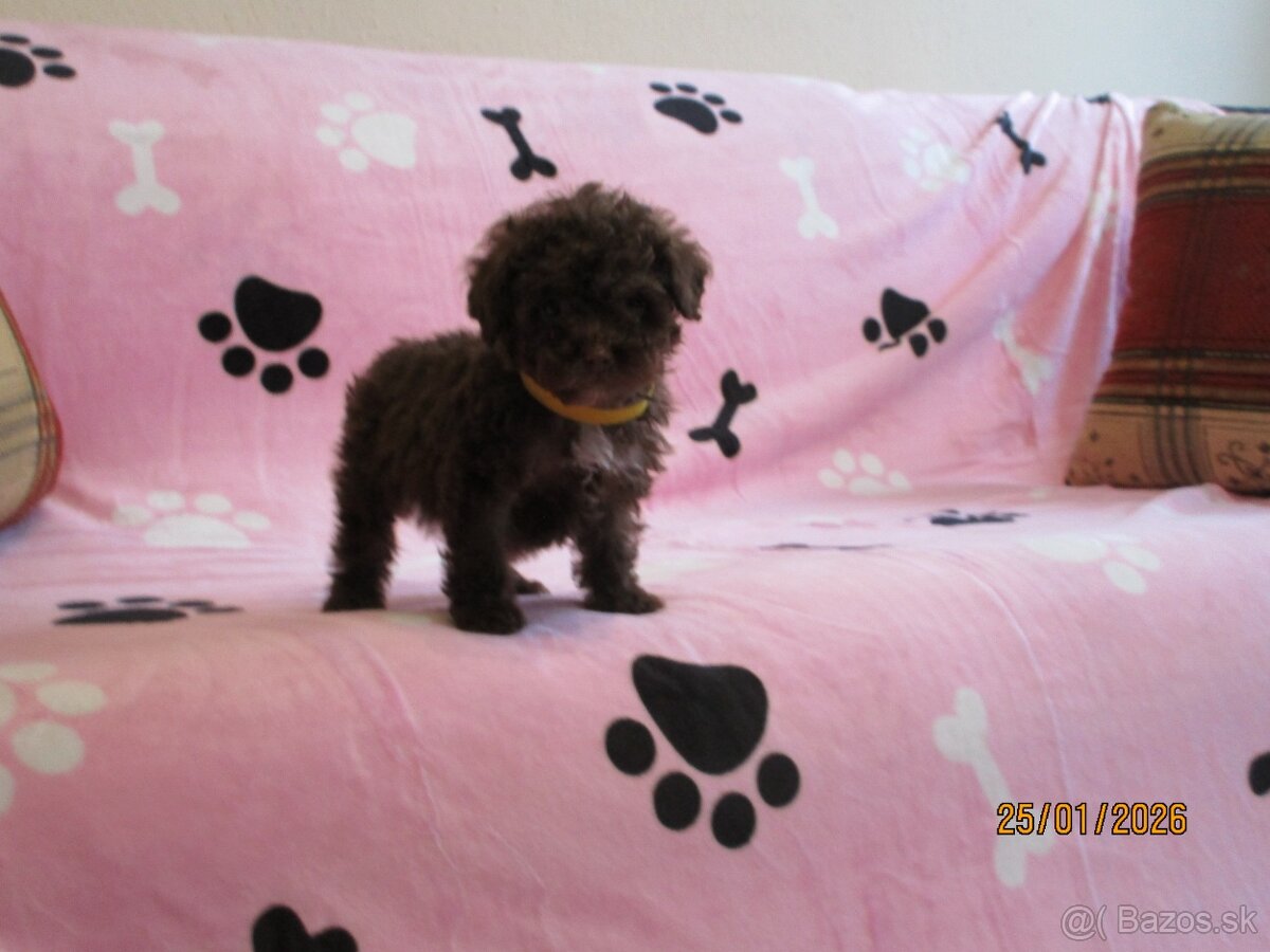 Pudel Toy čokoládová - 9