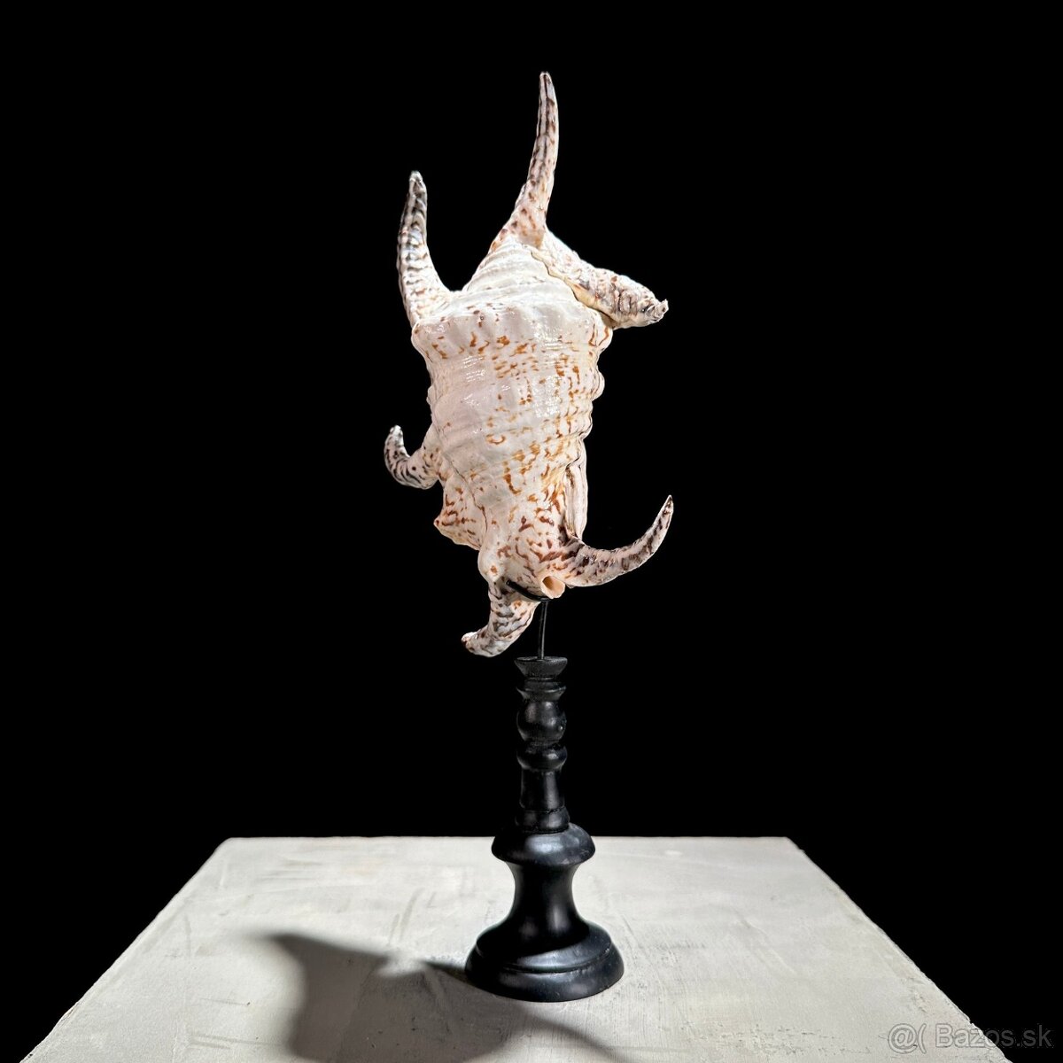 Morský slimák na stojane, 34cm - 9