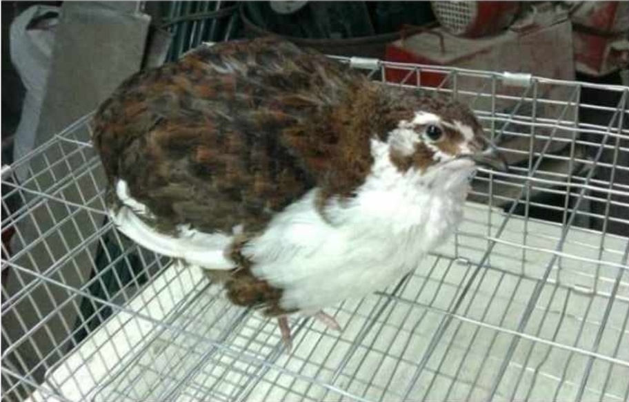 Prepelice japonské - 9