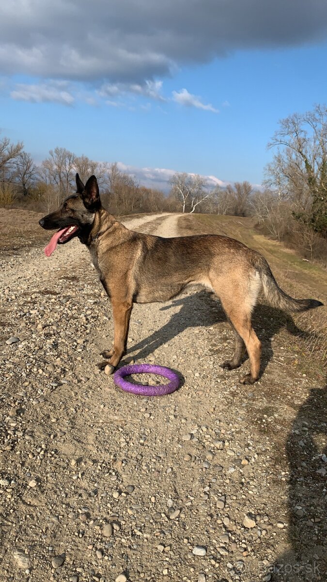 Belgicky ovciak X nemecky ovciak - 9